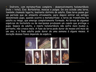 • Indireto, com metamorfose completa : desenvolvimento holometábolo
(holo = total). Exs: Borboletas, moscas e pulgas. Do ovo eclode uma larva,
também chamada lagarta, bastante distinta do adulto. Essa larva passa por
um período que se alimenta ativamente, para depois entrar em estágio
denominado pupa, quando ocorre a metamorfose: a larva se transforma no
adulto ou imago, que emerge completamente formado. As larvas de algumas
espécies de borboleta ou de mariposas produzem um casulo que protege a
pupa. Depois de adulto, o inseto holometábolo não sofre mais mudas e,
portanto, não cresce mais. A fase da larva pode durar de meses até mais de
um ano, e a fase adulta pode durar de uma semana á alguns meses. A
duração dessas fases depende da espécie.
 