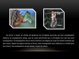 Ao sofrer a muda, as células da epiderme do artrópode secretam um novo exoesqueleto
embaixo do exoesqueleto antigo, que se racha permitindo que o artrópode saia com seu novo
exoesqueleto. O exoesqueleto novo é muito flexível e se adapta ao corpo do animal à medida que
ele cresce. Depois de alguns minutos ou horas, esse exoesqueleto novo endurece e o animal para
de crescer. Ao exoesqueleto antigo damos o nome de exúvia.
 