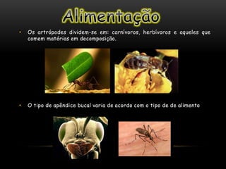 • Os artrópodes dividem-se em: carnívoros, herbívoros e aqueles que
comem matérias em decomposição.
• O tipo de apêndice bucal varia de acordo com o tipo de de alimento
 