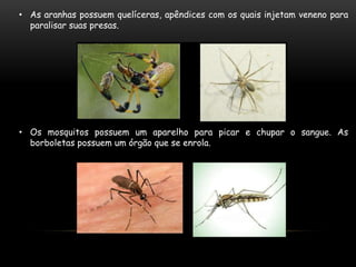 • As aranhas possuem quelíceras, apêndices com os quais injetam veneno para
paralisar suas presas.
• Os mosquitos possuem um aparelho para picar e chupar o sangue. As
borboletas possuem um órgão que se enrola.
 