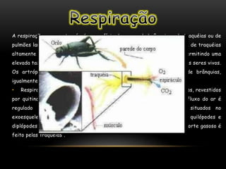 A respiração ocorre através da superfície do corpo, de brânquias , de traquéias ou de
pulmões laminares. A maioria dos artrópodes terrestres tem um sistema de traquéias
altamente eficiente, que entrega o oxigênio diretamente aos tecidos, permitindo uma
elevada taxa metabólica. Este sistema limita igualmente o tamanho destes seres vivos.
Os artrópodes aquáticos respiram principalmente por um sistema de brânquias,
igualmente eficiente .
• Respiração Traqueal: As traquéias formam um sistema de tubos aéreos, revestidos
por quitina, que conduzem o ar diretamente aos tecidos do corpo. O fluxo do ar é
regulado pela abertura e pelo fechamento de poros especiais situados no
exoesqueleto, denominados estigmas. Existem em insetos, aracnídeos, quilópodes e
diplópodes. Na respiração traqueal, o sangue não participa;todo o transporte gasoso é
feito pelas traquéias .
 