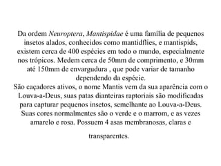 Da ordem Neuroptera, Mantispidae é uma família de pequenos
   insetos alados, conhecidos como mantidflies, e mantispids,
 existem cerca de 400 espécies em todo o mundo, especialmente
 nos trópicos. Medem cerca de 50mm de comprimento, e 30mm
    até 150mm de envargudura , que pode variar de tamanho
                     dependendo da espécie.
São caçadores ativos, o nome Mantis vem da sua aparência com o
 Louva-a-Deus, suas patas dianteiras raptoriais são modificadas
  para capturar pequenos insetos, semelhante ao Louva-a-Deus.
  Suas cores normalmentes são o verde e o marrom, e as vezes
      amarelo e rosa. Possuem 4 asas membranosas, claras e
                        transparentes.
 