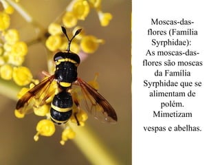 Moscas-das-
  flores (Família
    Syrphidae):
 As moscas-das-
flores são moscas
     da Família
Syrphidae que se
   alimentam de
       polém.
    Mimetizam
vespas e abelhas.
 