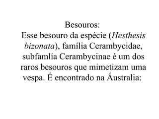 Besouros:
Esse besouro da espécie (Hesthesis
  bizonata), família Cerambycidae,
 subfamlía Cerambycinae é um dos
raros besouros que mimetizam uma
 vespa. É encontrado na Áustralia:
 