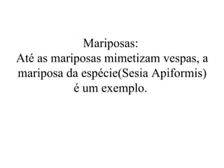 Mariposas:
Até as mariposas mimetizam vespas, a
mariposa da espécie(Sesia Apiformis)
           é um exemplo.
 