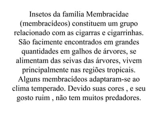Insetos da família Membracidae
   (membracídeos) constituem um grupo
 relacionado com as cigarras e cigarrinhas.
   São facimente encontrados em grandes
    quantidades em galhos de árvores, se
  alimentam das seivas das árvores, vivem
    principalmente nas regiões tropicais.
   Alguns membracídeos adaptaram-se ao
clima temperado. Devido suas cores , e seu
  gosto ruim , não tem muitos predadores.
 