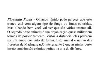 Phromnia Rosea - Olhando rápido pode parecer que este
tronco está com algum tipo de fungo ou frutas coloridas.
Mas olhando bem você vai ver que são vários insetos ali.
O segredo deste animais é sua organização quase militar em
termos de posicionamento. Vistos a distância, eles parecem
ser um único conjunto de folhas. Este animal é nativo das
florestas de Madagascar.O interessante é que as ninfas deste
inseto também são exímias peritas na arte do disfarce.
 