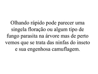 Olhando rápido pode parecer uma
   singela floração ou algum tipo de
 fungo parasita na árvore mas de perto
vemos que se trata das ninfas do inseto
     e sua engenhosa camuflagem.
 