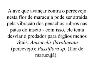 A ave que avançar contra o percevejo
nesta flor de maracujá pode ser atraída
pela vibração dos penachos rubros nas
 patas do inseto - com isso, ele tenta
desviar o predador para órgãos menos
    vitais. Anisocelis flavolineata
  (percevejo); Passiflora sp. (flor de
              marucujá).
 