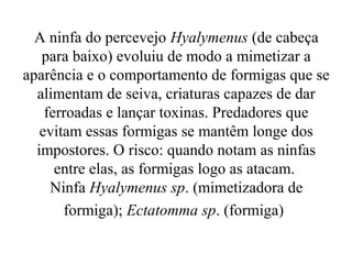 A ninfa do percevejo Hyalymenus (de cabeça
   para baixo) evoluiu de modo a mimetizar a
aparência e o comportamento de formigas que se
  alimentam de seiva, criaturas capazes de dar
    ferroadas e lançar toxinas. Predadores que
   evitam essas formigas se mantêm longe dos
  impostores. O risco: quando notam as ninfas
      entre elas, as formigas logo as atacam.
     Ninfa Hyalymenus sp. (mimetizadora de
       formiga); Ectatomma sp. (formiga)
 