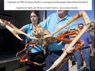 Capturado em 2009 no Oceano Pacífico, o caranguejo-aranha-gigante (Macrocheira kaempferi),

         originário do Japão, tem 40 anos e mede 4 metros, com as patas esticadas.
 