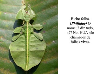 Bicho folha.
  (Phillidae) O
nome já diz tudo,
né? Nos EUA são
  chamados de
  folhas vivas.
 