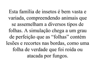 Esta família de insetos é bem vasta e
 variada, compreendendo animais que
   se assemelham a diversos tipos de
 folhas. A simulação chega a um grau
  de perfeição que as “folhas” contém
lesões e recortes nas bordas, como uma
   folha de verdade que foi roída ou
           atacada por fungos.
 