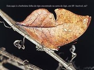 Esta aqui é a borboleta folha do tipo encontrado na serra do Japi, em SP. Incrível, né?
 