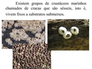Existem grupos de crustáceos marinhos
chamados de cracas que são sésseis, isto é,
vivem fixos a substratos submersos.
 