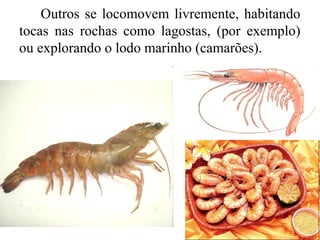 Outros se locomovem livremente, habitando
tocas nas rochas como lagostas, (por exemplo)
ou explorando o lodo marinho (camarões).
 