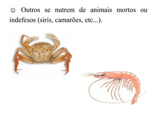 ☺ Outros se nutrem de animais mortos ou
indefesos (siris, camarões, etc...).
 