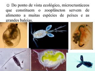 ☺ Do ponto de vista ecológico, microcrustáceos
que constituem o zooplâncton servem de
alimento a muitas espécies de peixes e as
grandes baleias.
 