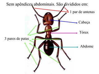 Sem apêndices abdominais. São divididos em:
                                  1 par de antenas

                                       Cabeça

                                        Tórax
3 pares de patas

                                        Abdome
 