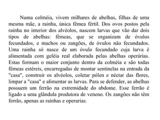 Numa colméia, vivem milhares de abelhas, filhas de uma
mesma mãe, a rainha, única fêmea fértil. Dos ovos postos pela
rainha no interior dos alvéolos, nascem larvas que vão dar dois
tipos de abelhas: fêmeas, que se organizam de óvulos
fecundados, e machos ou zangões, de óvulos não fecundados.
Uma rainha só nasce de um óvulo fecundado cuja larva é
alimentada com geléia real elaborada pelas abelhas operárias.
Estas formam o maior conjunto dentro da colméia e são todas
fêmeas estéreis, encarregadas de montar sentinelas na entrada da
"casa", construir os alvéolos, coletar pólen e néctar das flores,
limpar a "casa" e alimentar as larvas. Para se defender, as abelhas
possuem um ferrão na extremidade do abdome. Esse ferrão é
ligado a uma glândula produtora de veneno. Os zangões não têm
ferrão, apenas as rainhas e operarias.
 