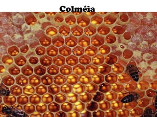 Colméia
 