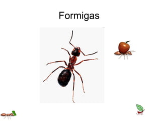 Formigas
 