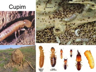 Cupim
 