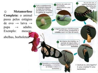 ☺      Metamorfose
Completa: o animal
passa pelos estágios
de ovo → larva →
pupa   →     adulto.
Exemplo:    moscas,
abelhas, borboletas.
 