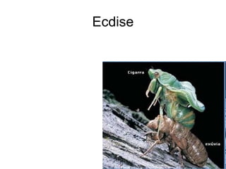 Ecdise
 