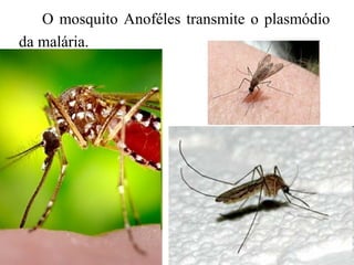 O mosquito Anoféles transmite o plasmódio
da malária.
 