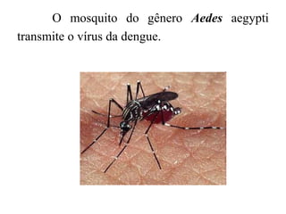 O mosquito do gênero Aedes aegypti
transmite o vírus da dengue.
 