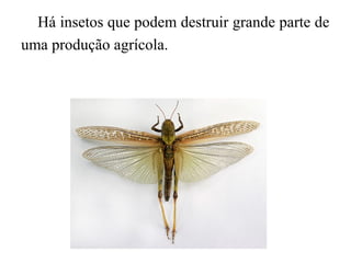 Há insetos que podem destruir grande parte de
uma produção agrícola.
 