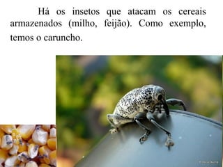 Há os insetos que atacam os cereais
armazenados (milho, feijão). Como exemplo,
temos o caruncho.
 
