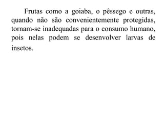 Frutas como a goiaba, o pêssego e outras,
quando não são convenientemente protegidas,
tornam-se inadequadas para o consumo humano,
pois nelas podem se desenvolver larvas de
insetos.
 