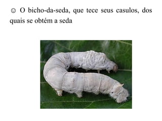 ☺ O bicho-da-seda, que tece seus casulos, dos
quais se obtém a seda
 