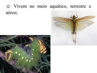 ☺ Vivem no meio aquático, terrestre e
aéreo;
 