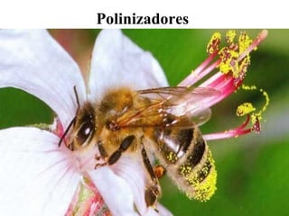 Polinizadores
 