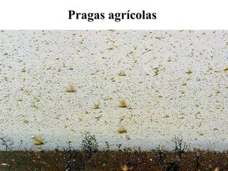 Pragas agrícolas
 