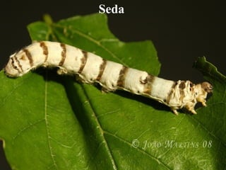Seda
 