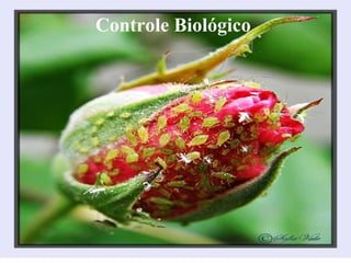 Controle Biológico
 