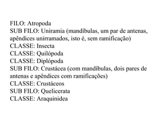 FILO: Atropoda
SUB FILO: Uniramia (mandíbulas, um par de antenas,
apêndices unirramados, isto é, sem ramificação)
CLASSE: Insecta
CLASSE: Quilópoda
CLASSE: Diplópoda
SUB FILO: Crustácea (com mandíbulas, dois pares de
antenas e apêndices com ramificações)
CLASSE: Crustáceos
SUB FILO: Quelicerata
CLASSE: Araquinidea
 