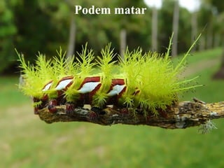 Podem matar
 