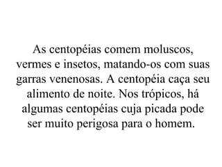 As centopéias comem moluscos,
vermes e insetos, matando-os com suas
garras venenosas. A centopéia caça seu
  alimento de noite. Nos trópicos, há
 algumas centopéias cuja picada pode
  ser muito perigosa para o homem.
 