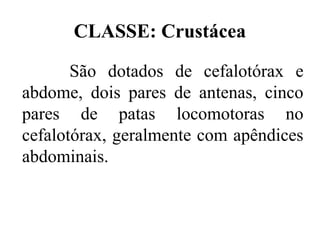 CLASSE: Crustácea

       São dotados de cefalotórax e
abdome, dois pares de antenas, cinco
pares de patas locomotoras no
cefalotórax, geralmente com apêndices
abdominais.
 