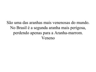 São uma das aranhas mais venenosas do mundo.
  No Brasil é a segunda aranha mais perigosa,
   perdendo apenas para a Aranha-marrom.
                    Veneno
 