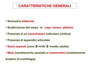 CARATTERISTICHE GENERALI



Simmetria bilaterale

Suddivisione del corpo in: capo, torace, addome

Presenza di un esoscheletro cuticolare (chitina)

Presenza di appendici articolate

Sessi separati (uova  ninfe  insetto adulto)

Muta (cambiamento parziale) o metamorfosi (cambiamento

drastico di morfologia)
 