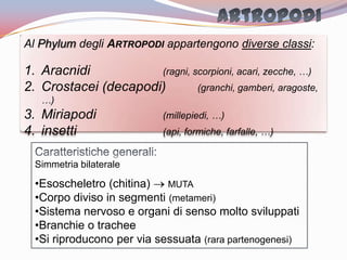 Simmetria bilaterale
•Esoscheletro (chitina) MUTA
•Corpo diviso in segmenti (metameri)
•Sistema nervoso e organi di senso molto sviluppati
•Branchie o trachee
•Si riproducono per via sessuata (rara partenogenesi)
Al Phylum degli ARTROPODI appartengono diverse classi:
1. Aracnidi (ragni, scorpioni, acari, zecche, …)
2. Crostacei (decapodi) (granchi, gamberi, aragoste,
…)
3. Miriapodi (millepiedi, …)
4. insetti (api, formiche, farfalle, …)
 