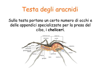 Testa degli aracnidi
Sulla testa portano un certo numero di occhi e
delle appendici specializzate per la presa del
cibo, i cheliceri.
 