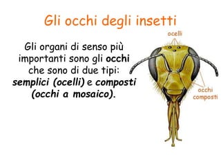 Gli occhi degli insetti
Gli organi di senso più
importanti sono gli occhi
che sono di due tipi:
semplici (ocelli) e composti
(occhi a mosaico).
 