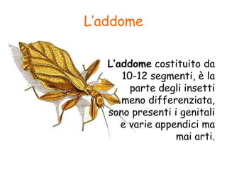 L’addome
L’addome costituito da
10-12 segmenti, è la
parte degli insetti
meno differenziata,
sono presenti i genitali
e varie appendici ma
mai arti.
 